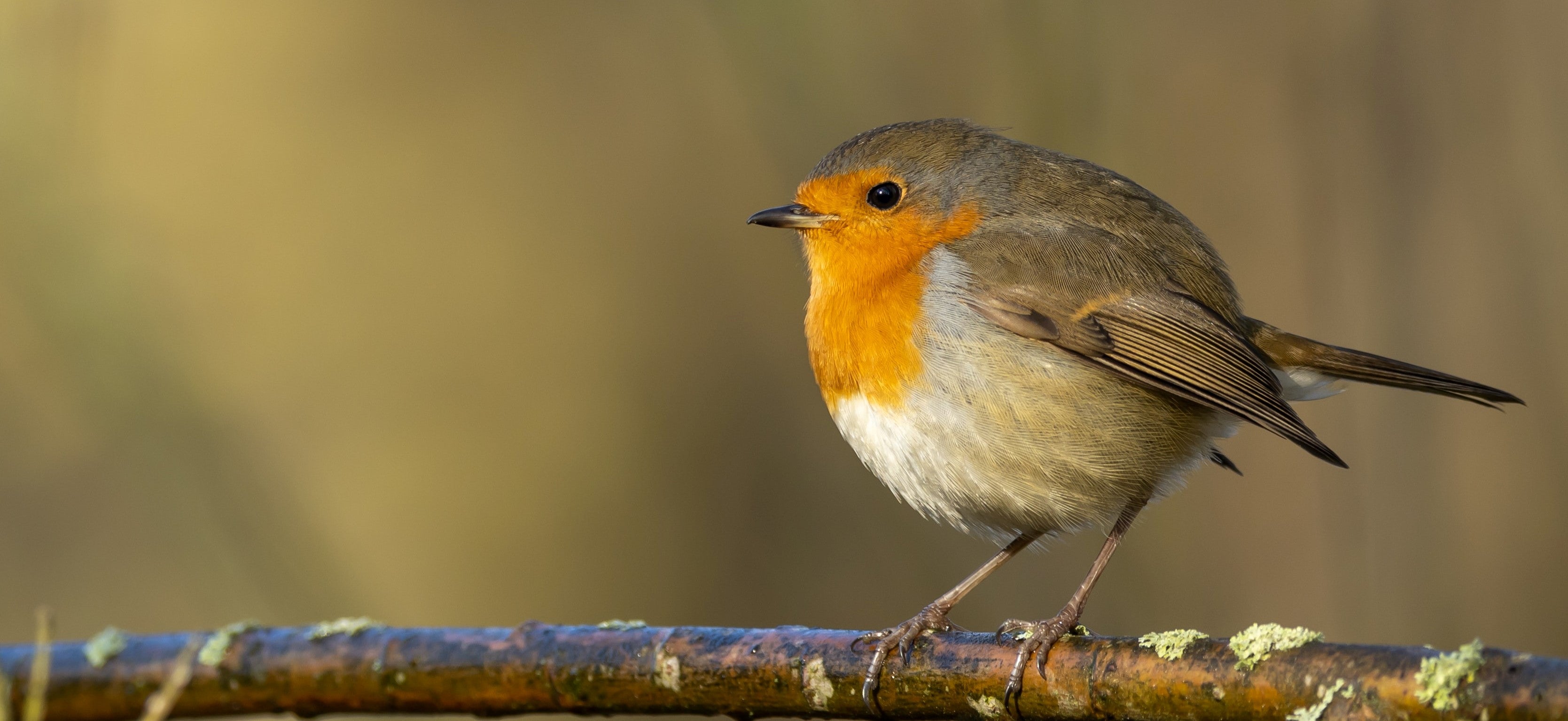Why we like robins